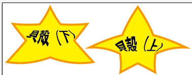 ワープスタイルの貝殻（下向き）と貝殻（上向き）