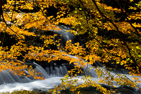 滝の紅葉のフリー写真素材2