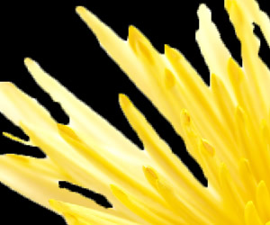 クイック選択ツールで選択して境界線を調整