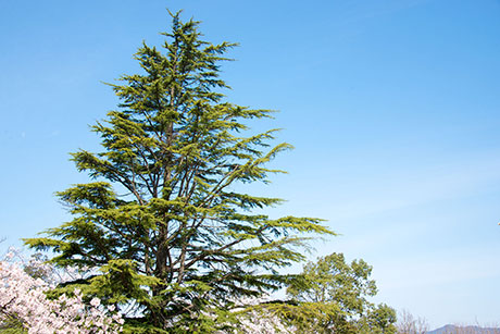 桜のフリー写真素材13