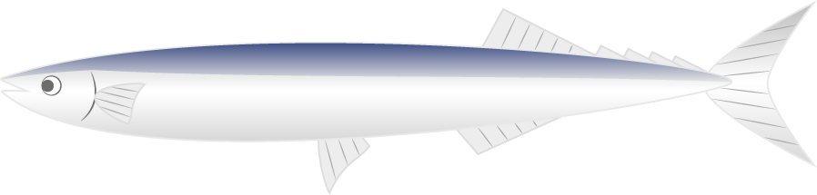 サンマのフリー素材1