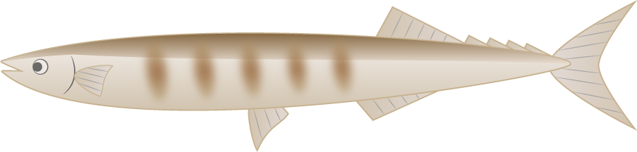 サンマのフリー素材7