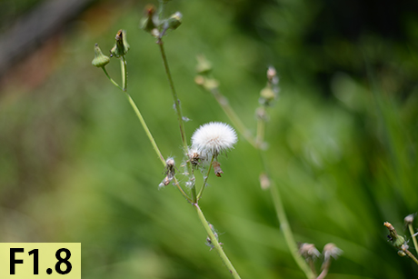 F1.8 で撮影した写真