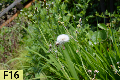 F16 で撮影した写真