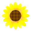 小さなヒマワリ(透過処理済み)