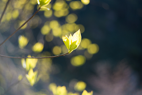 新緑のフリー写真素材1