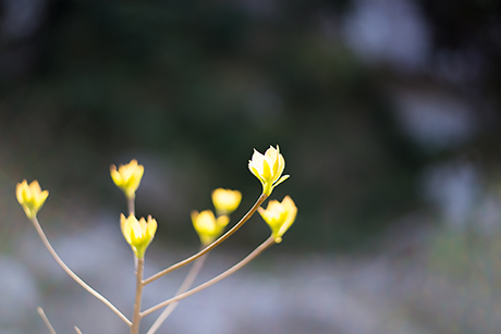 新緑のフリー写真素材3