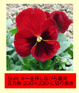 Shiftキーを押しながら正方形に切り抜き